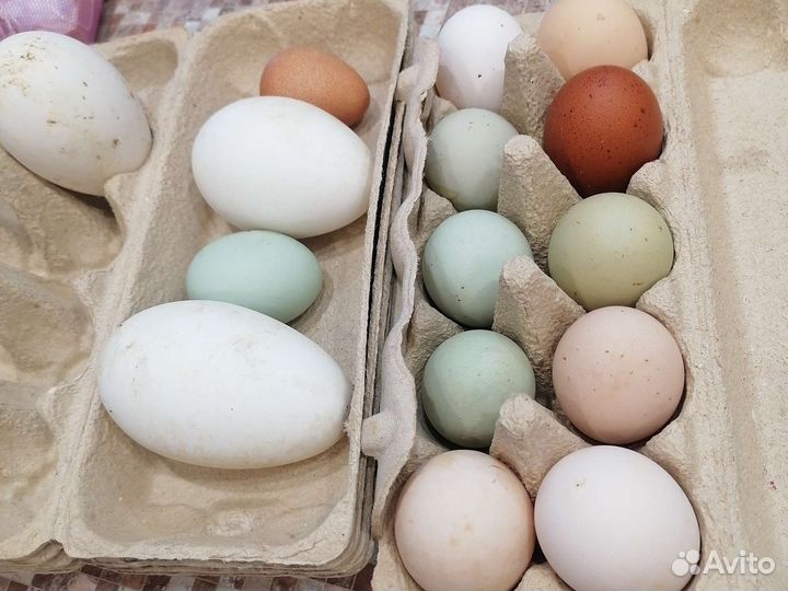 Павлины и индюки