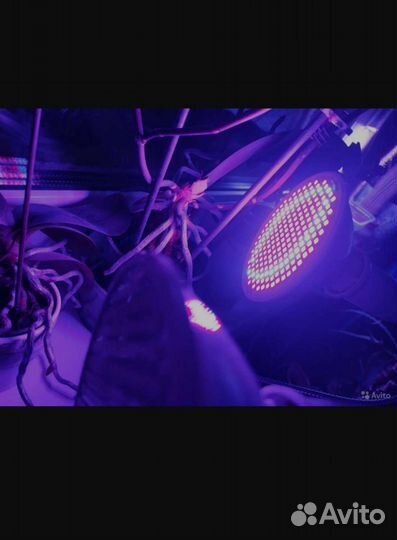 Фито светильник + 2 лампочки