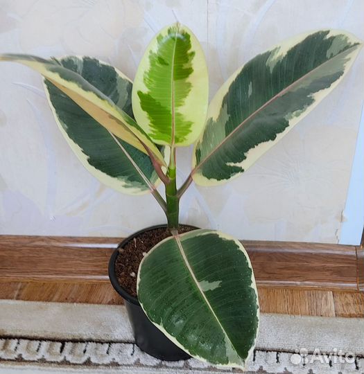 Фикус Бейлиз, Тинеке, Абиджан черный