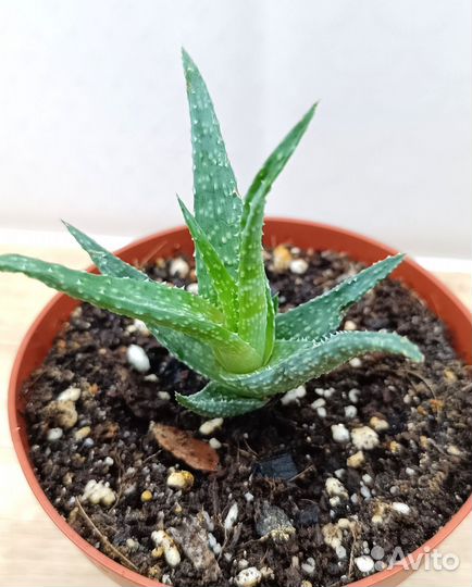 Алоэ 5 сортов, криптантус