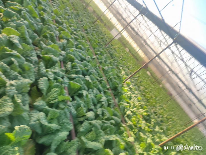 Пекинская капуста выращенная в теплице