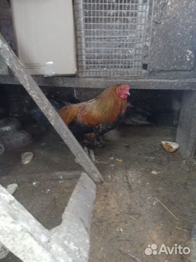 Молодые петухи