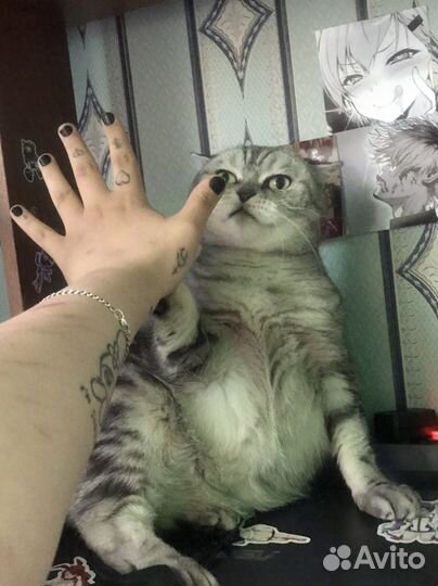 Шотландская