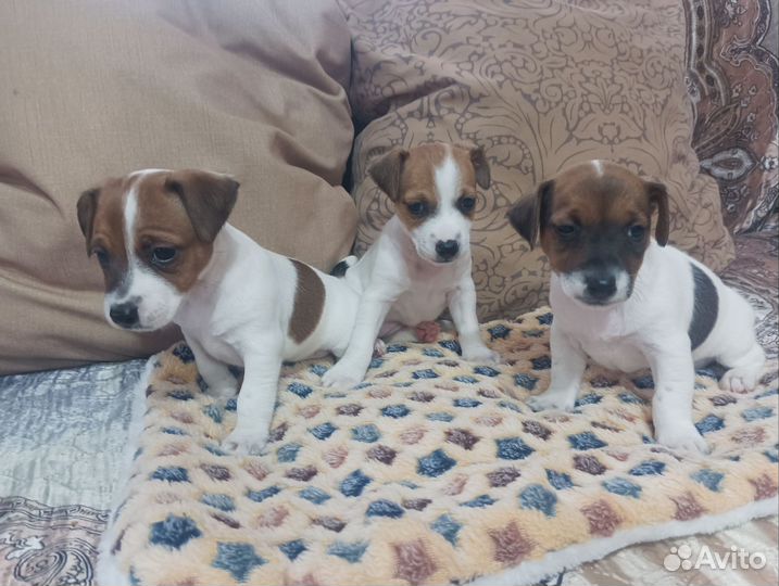 Продаются щенки