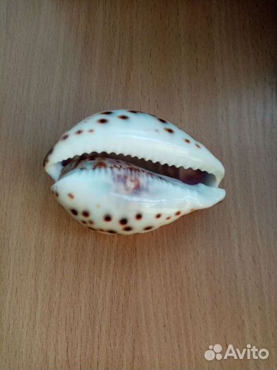 Новая ракушка с именем Ирина