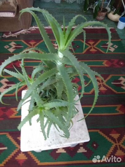 Алоэ столетник