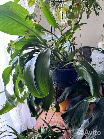 Растения для офиса