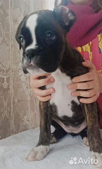 Немецкий боксер