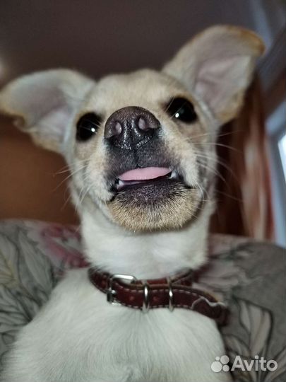 Вязка чихуахуа