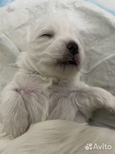 Щенки мальтезе мини