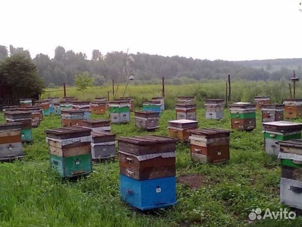 Мед 2024 года натуральный опт