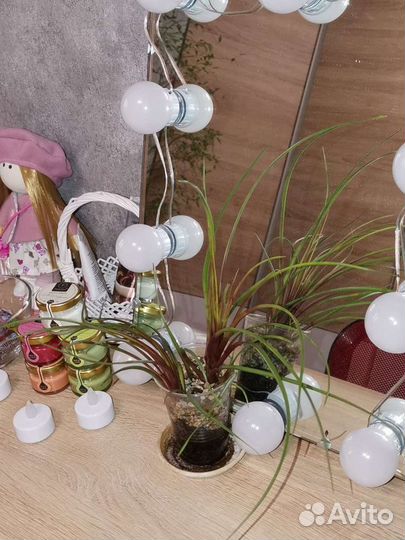 Тилландсия Анита