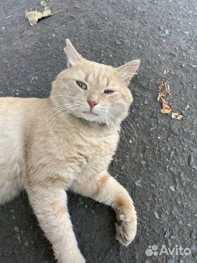 Кот в самые добрые руки