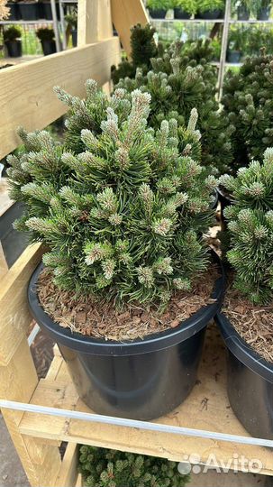 Сосна Пикобелло