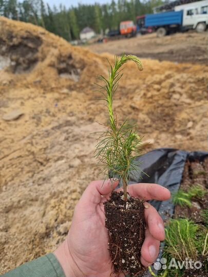 Сосна Обыкновенная/Pinus sylvestris