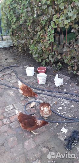 Куры несушки
