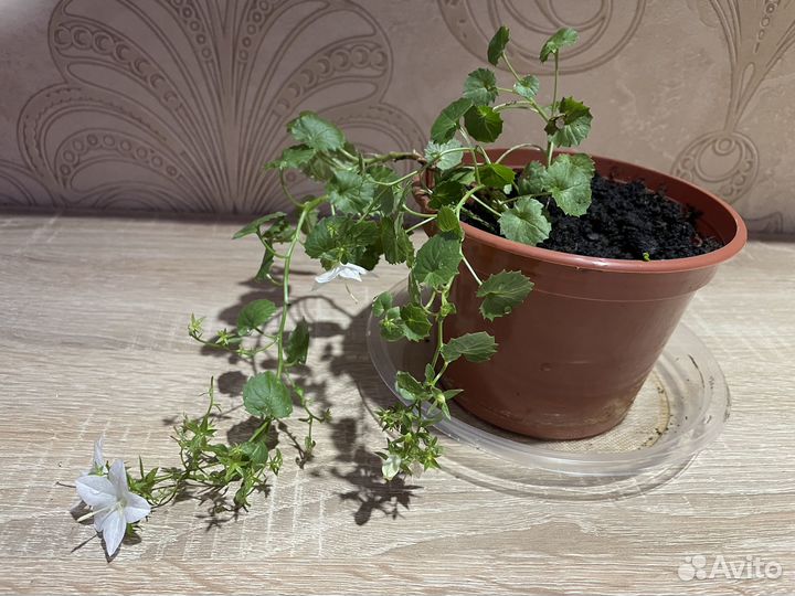 Кампанула жених и невеста