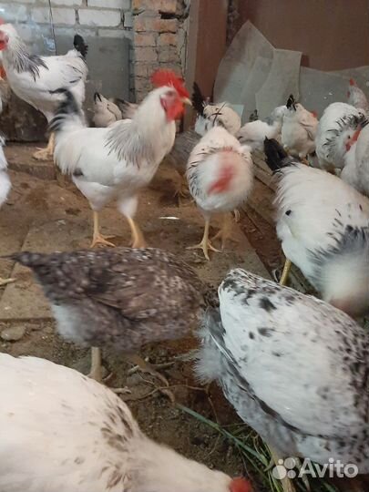 Куры и петухи породистые
