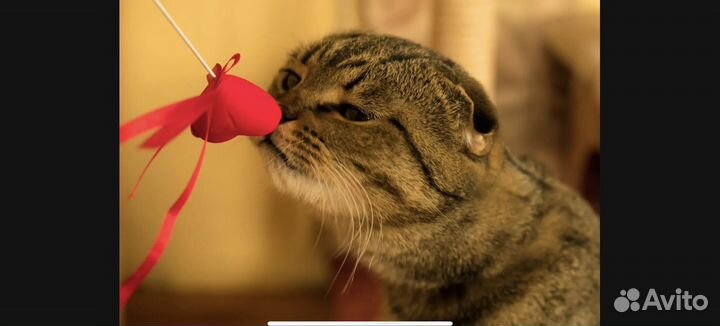 Шотландский кот в добрые руки