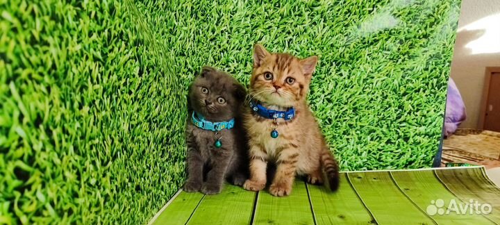 Шотландские котята