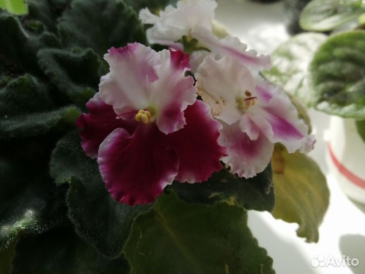 Фиалка в горшках