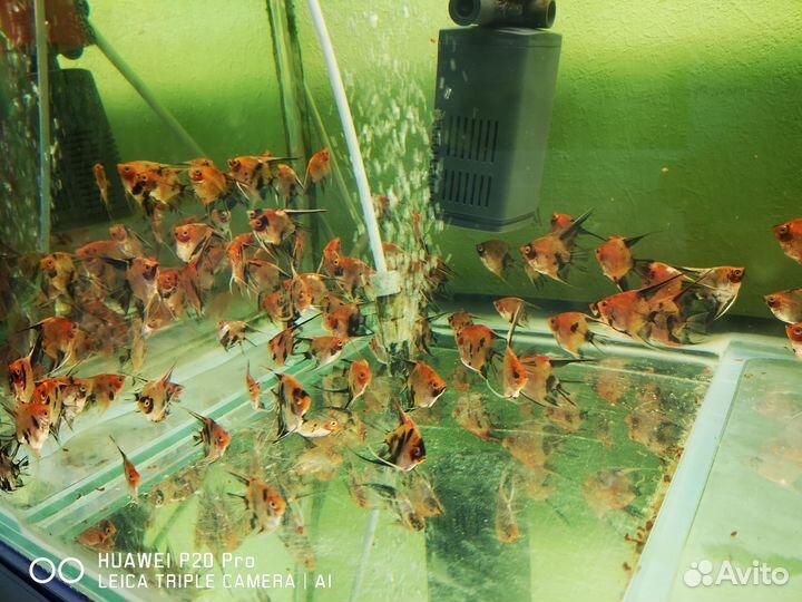 Скалярия красный дьявол