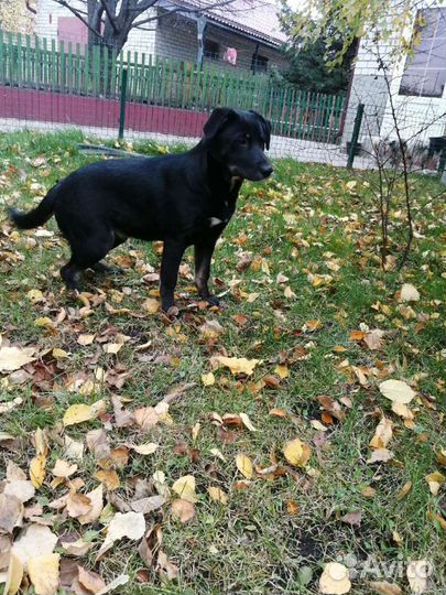 Собаки помесь овчарки