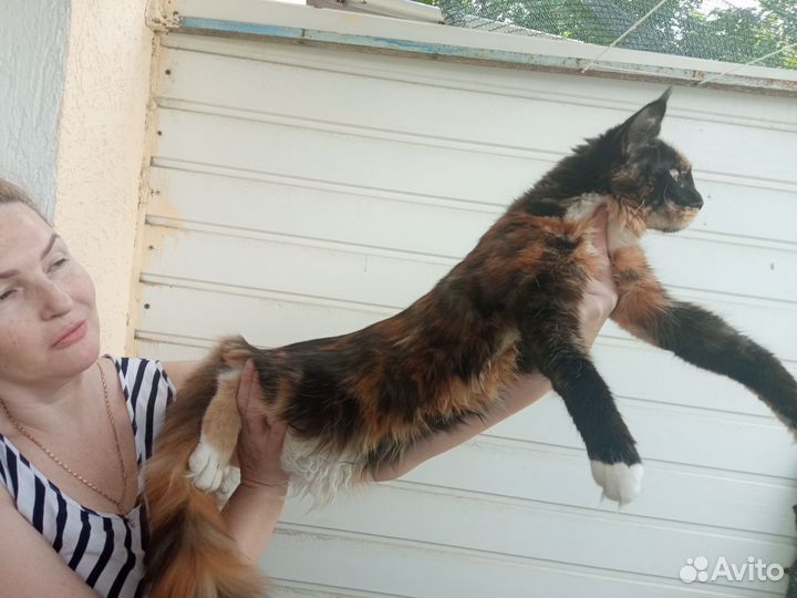 Кошка - подросток - мейн-кун