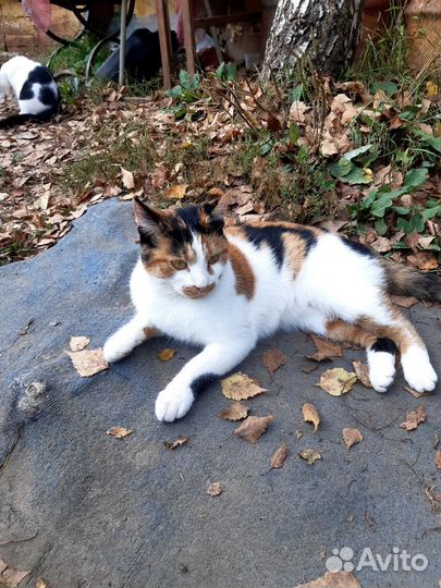 Отдаю бесплатно кошку с 2 мя котятами