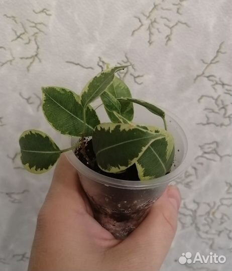 Фикус бенджамина сорт Кинки