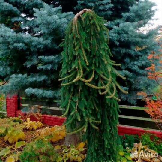 Ель плакучач инверса