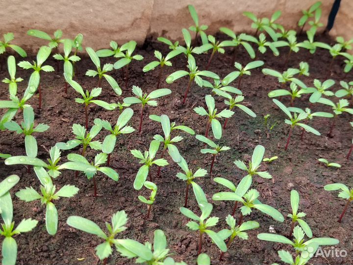 Рассада бархатцев