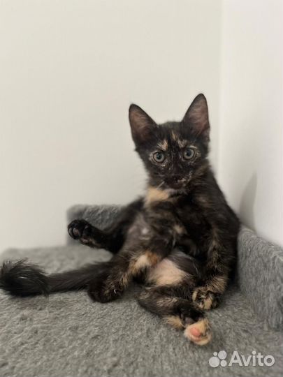 Котенок черепашка