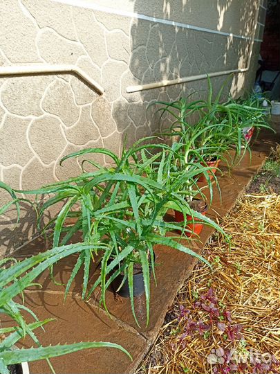 Алоэ лекарственное