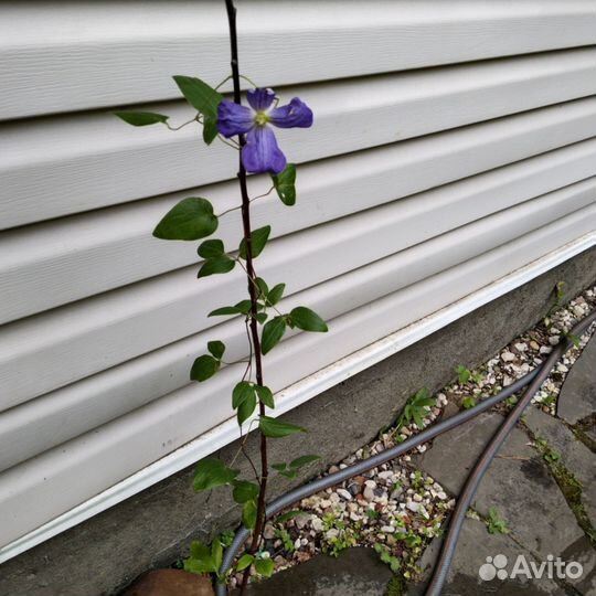 Клематис Дженни