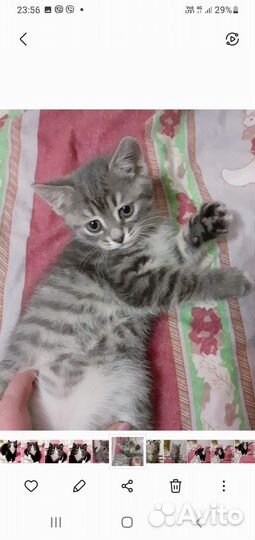 Домашние котята