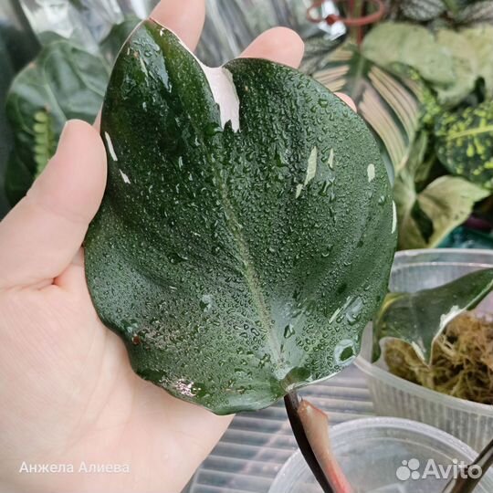 Филодендроны, монстеры