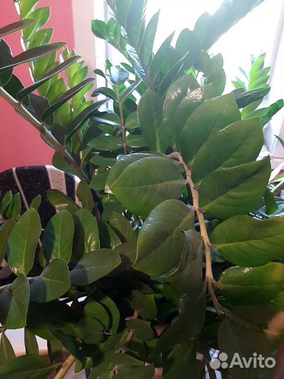 Долоровое дерево