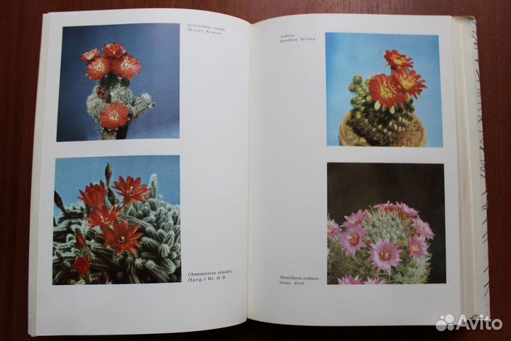 Колючее чудо. Книга о кактусах