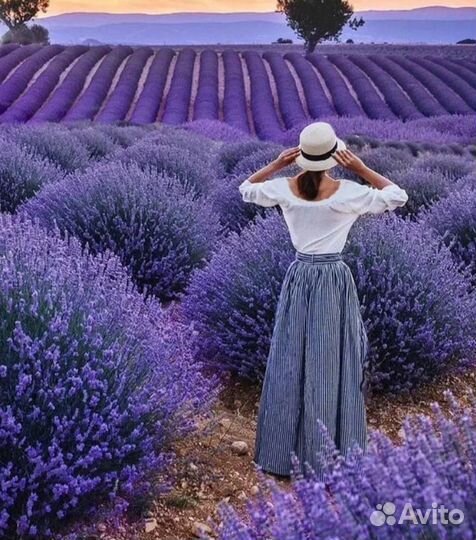 Лаванда саженцы синева голубика