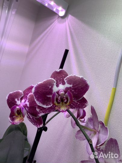 Орхидея фаленопсис