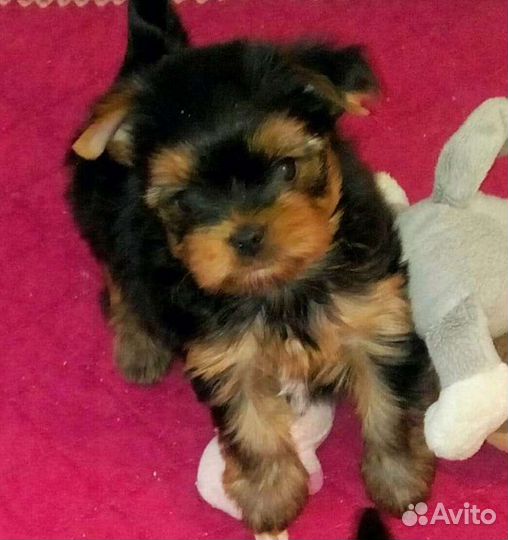 Йоркширский терьер щенки
