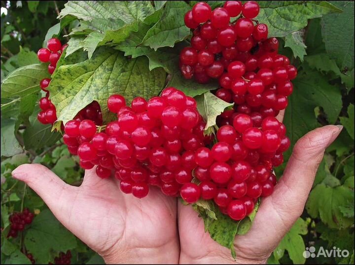 Замороженное пюре Калина 1кг