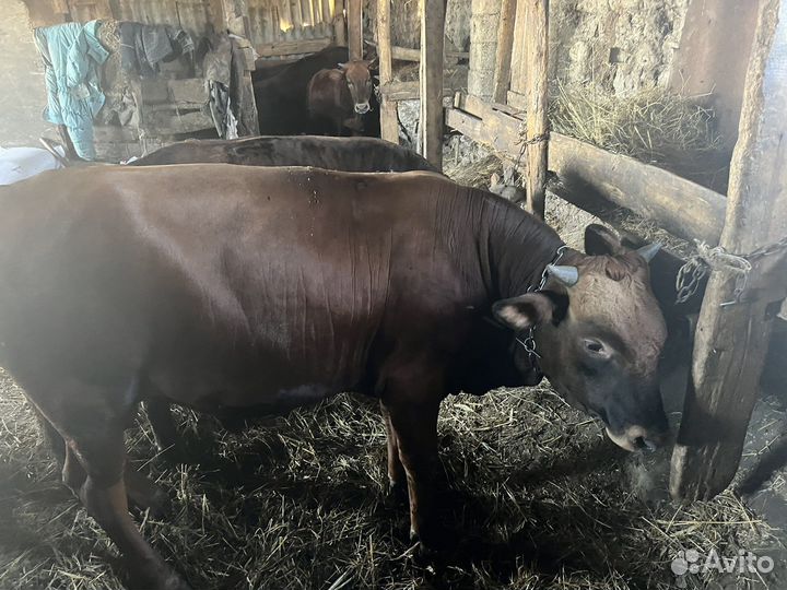 Телочки и бычки