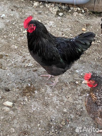 Домашняя птица