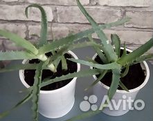Растение алоэ столетник