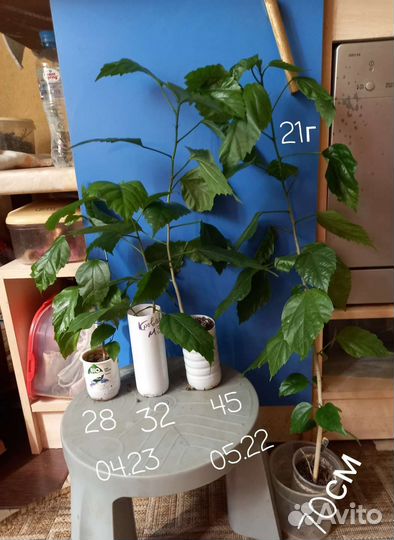 Эсхинантус Гибискус Жасмин Джинура Антуриум и др