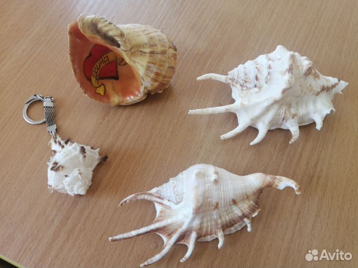 Морские ракушки раковины