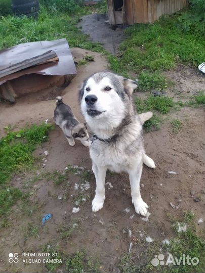 Аляскинский маламут щенки