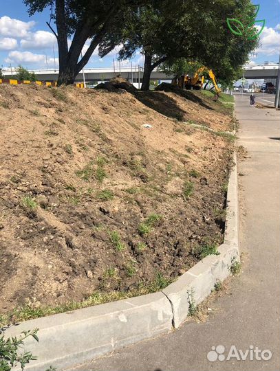 Рулонный газон с укладкой